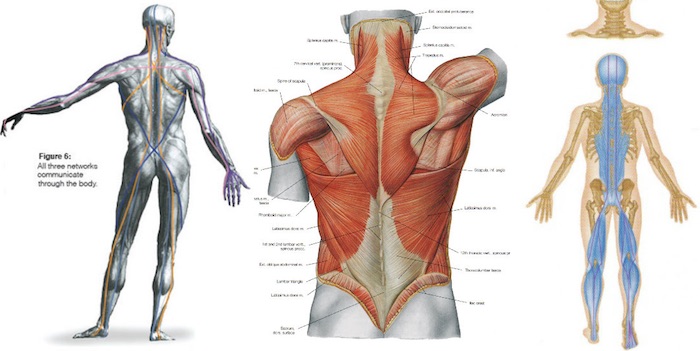 chaîne musculaire arrière