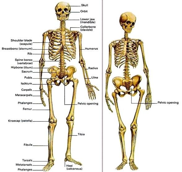 Squelette masculin et squelette féminin